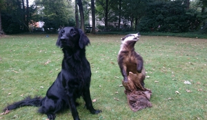 Flat_Coated_Retriever_Mara_Brauchbarkeitsprüfung